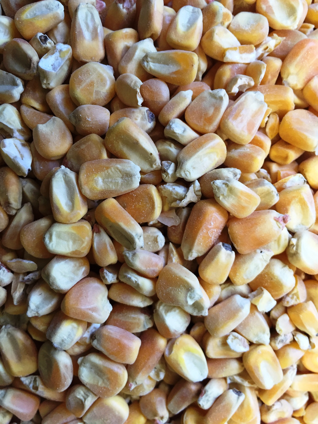 Maïs Local Grain Nutri Pro