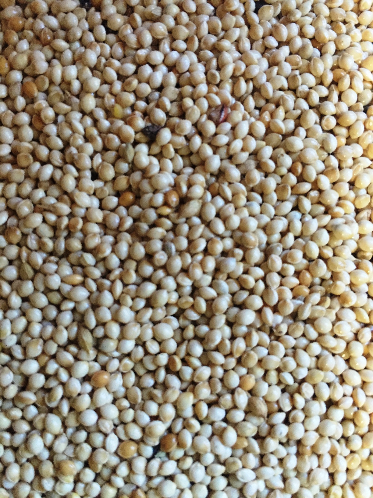 Millet Blanc Nutri Pro